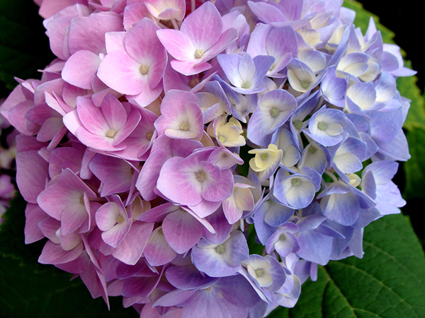 A single hydrangea flower with pink flowers on the left side and blue flowers on the right.